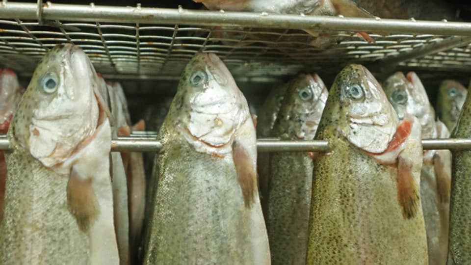 In den geräuchten Fischen wurden Listerien gefunden.