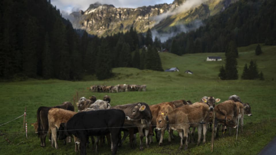 Kühe warten auf der Alp Obersee in Näfels auf den Alpabzug.