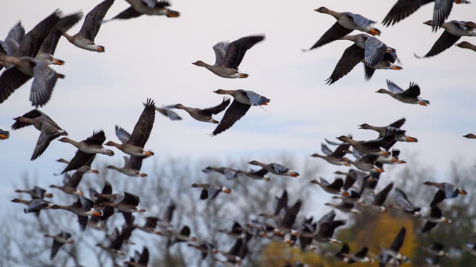 Vogelgrippe: Thurgauer Gemeinde Schlatt in Überwachungszone