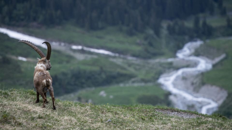 Fast 7000 Tiere wurden gezählt