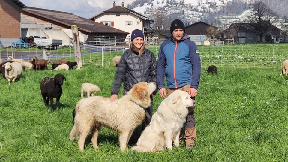 Herdenschutzhunde schützen auf der  Alp vor Wölfen.