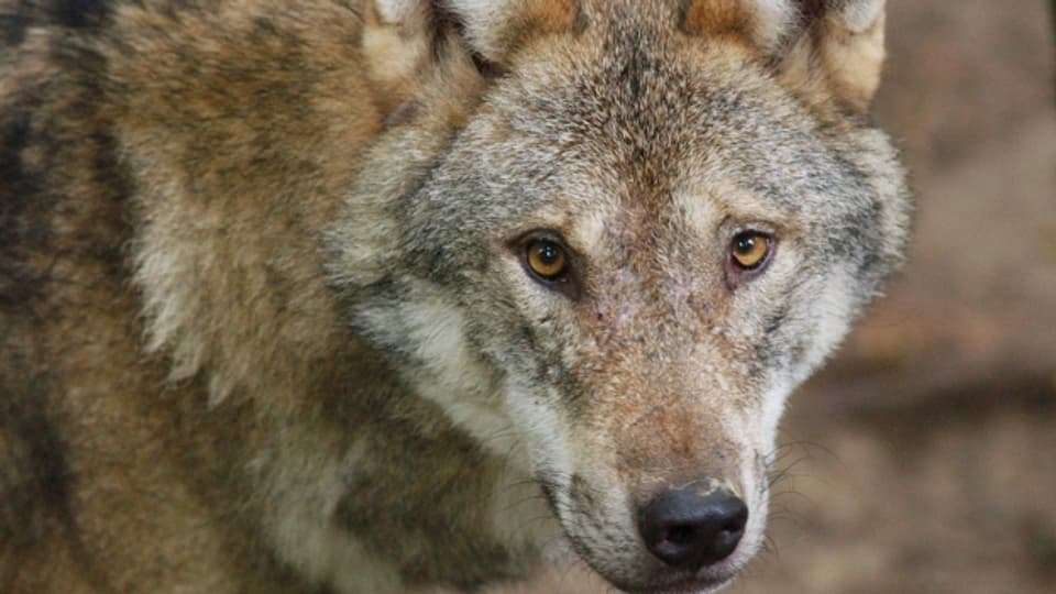 In Graubünden geht es dem Wolf vorerst nicht mehr an den Kragen.