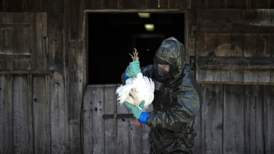 An einer Übung der Seuchenwehr des Zivilschutzes zur Vogelgrippe im Mai 2023 in Glarus.