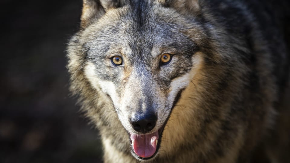 Die Zahlen der Regierung zeigen: Wölfe reissen nur einen kleinen Teil der gesömmerten Nutztiere auf Glarner Alpen.