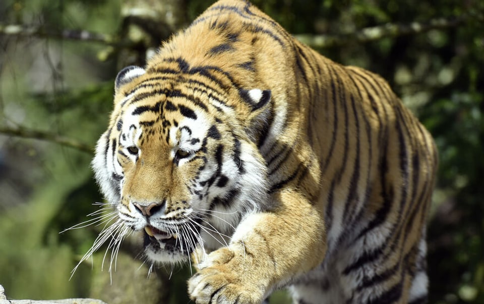 Der Walter Zoo ist alarmiert nach tödlichem Tiger-Angriff in Zürich