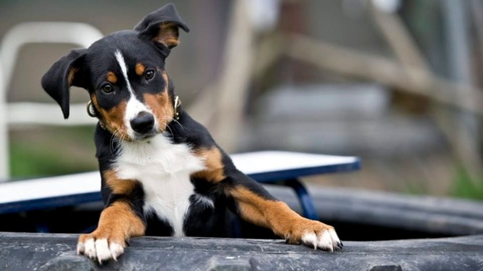Lieber einheimisch - die Stadtpolizei Kloten warnt vor Hundeimporten aus dem Ausland.