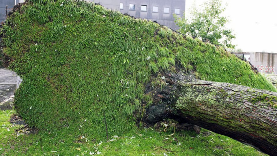Ein umstürzender Baum forderte in Rüti ZH ein Todesopfer.