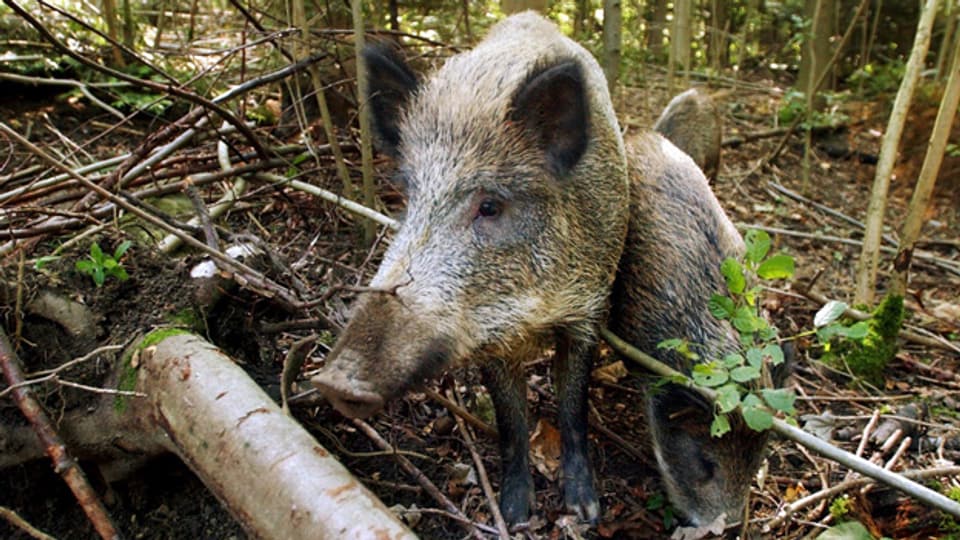 Sieht süss aus, kann aber grosse Schäden verursachen: Das Wildschwein.