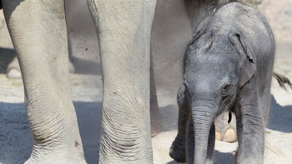 Kaum geboren, schon unterweg: Das neue Elefäntchen im Zürcher Zoo
