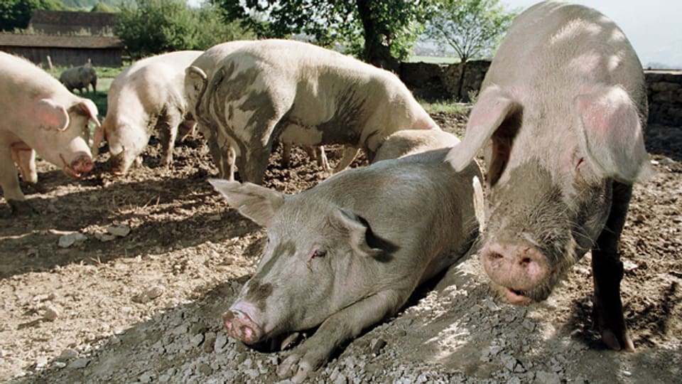 Nur noch glückliche Schweine sollen in den Pfannen städtischer Betriebe landen.