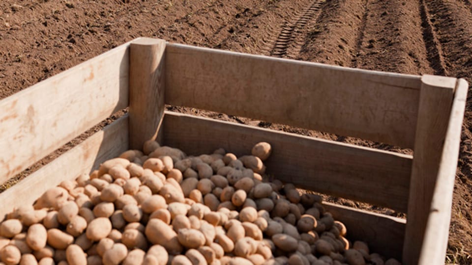 Ab März 2015 will Agroscope gentechnisch veränderte Kartoffeln anbauen.