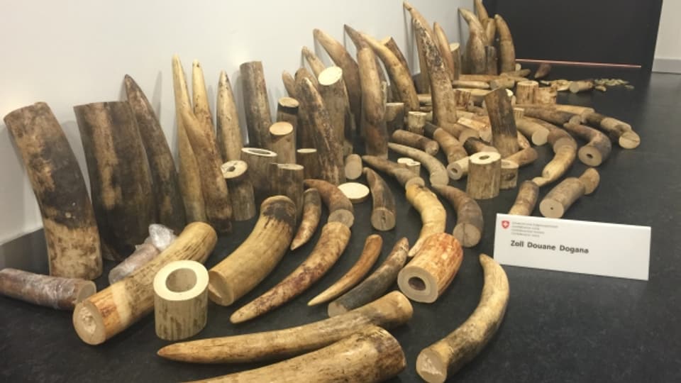 Elefanten-Stosszähne, die nach China geschmuggelt werden sollten.