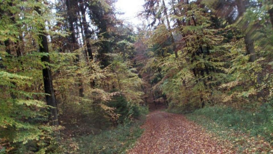 Der Sihlwald gilt seit 2009 als «Naturerlebnispark»