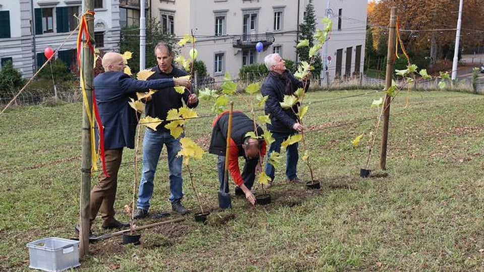 Pflanzaktion in Zürich-Fluntern: Der Quartierverein kämpft für einen Rebberg.