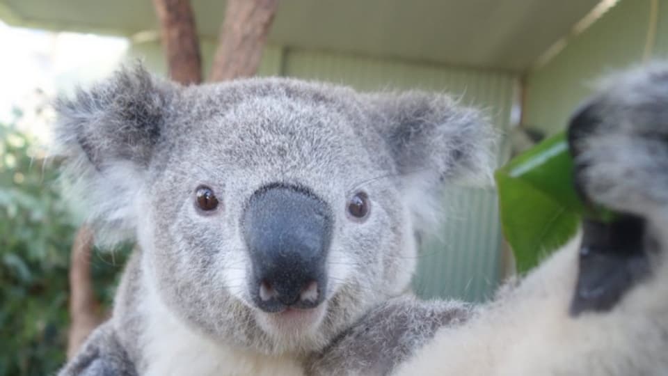 Sollen ins neue Australienhaus einziehen: Koalas.