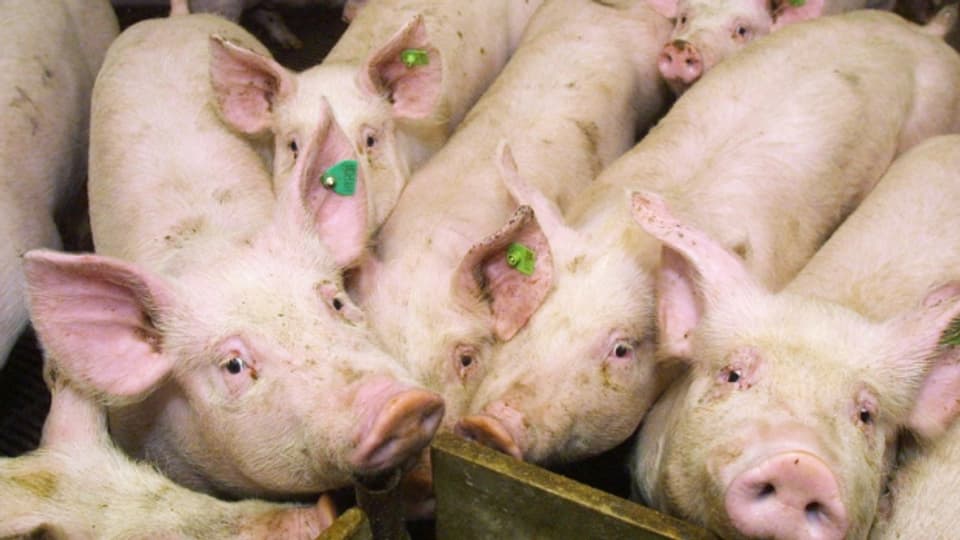 Zuviele Schweine auf zu engem Raum: Strafbare Tierqualerei?