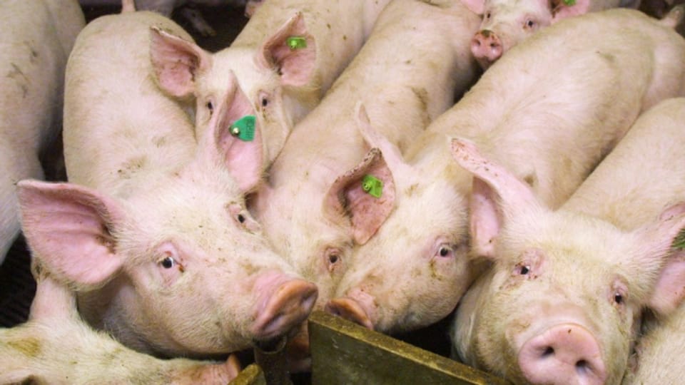 Strafbare Schweinehaltung im Zürcher Oberland? (Symbolbild)