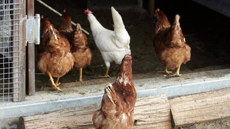 Hühner müssen im Stall gefüttert werden. Der Kontakt mit Zugvögeln soll so verhindert werden.