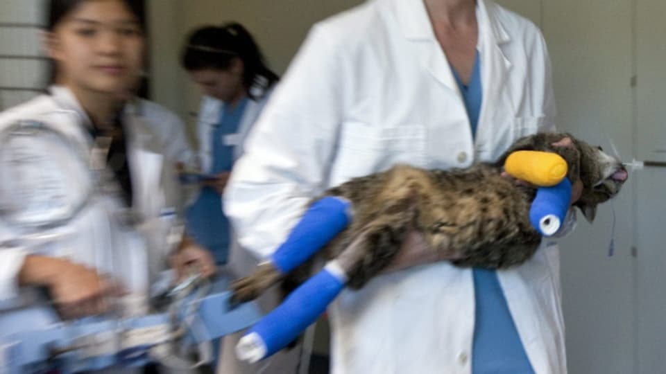 Katzenvirus am Zürcher Tierspital. Die Kleintierklinik bleibt zwei Wochen geschlossen.