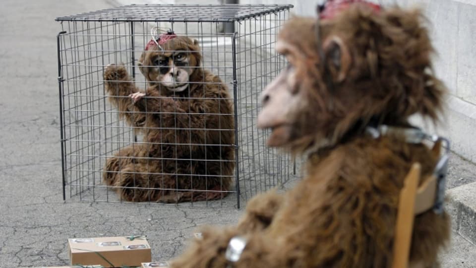 Zwei Personen in Affenkostümen protestieren gegen Tierversuche