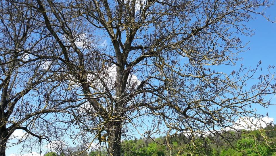 Keine Blätter nach dem Frost: Nussbaum in Regensdorf.