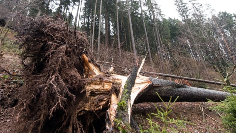 Auch in der Region Zürich und Schaffhausen fielen viele Bäume dem Sturm zum Opfer.