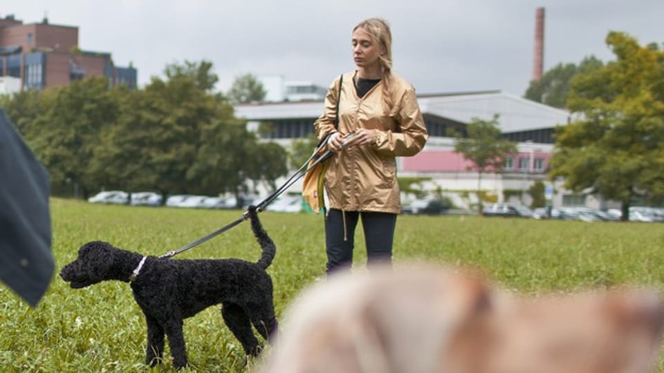 DIe Kurse müssten besser werden, fordern Hundetrainer