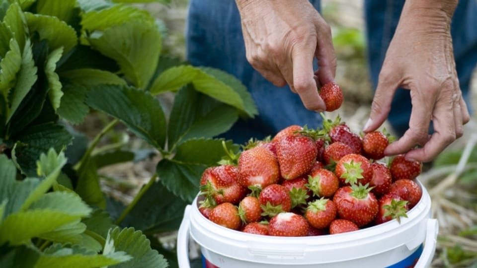 Erdbeeren und Spargel kommen gut: Der warme April macht den Zürcher Bauern aber nicht nur Freude.