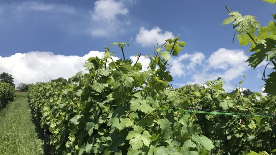 Die Zürcher und Schaffhauser Weinbauern dürfen dieses Jahr von einer grossen Ernte träumen