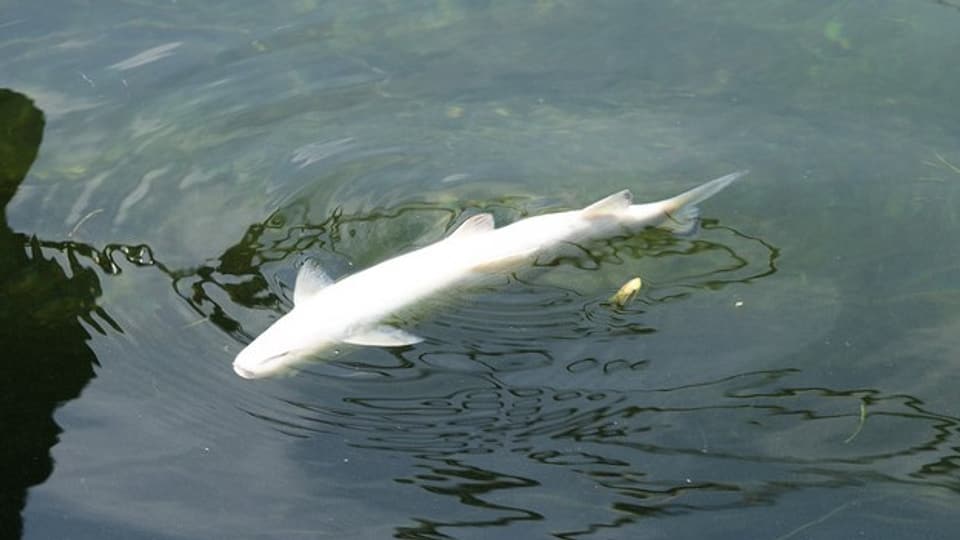 Die Behörden haben bislang eine Tonne tote Fische aus dem Rhein gezogen.