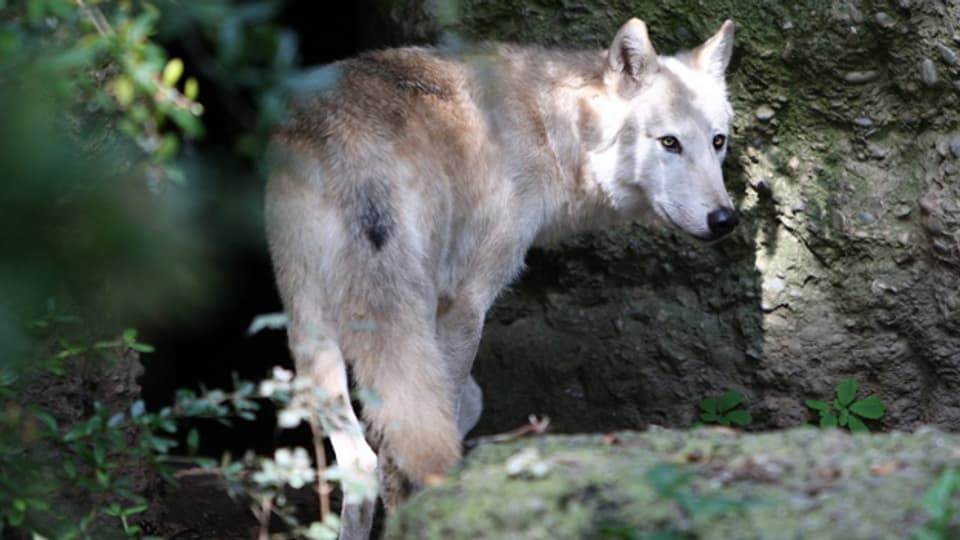 Ein Wolf im Zoo Zürich: Den wild lebenden Verwandten kommt man nicht so nahe.