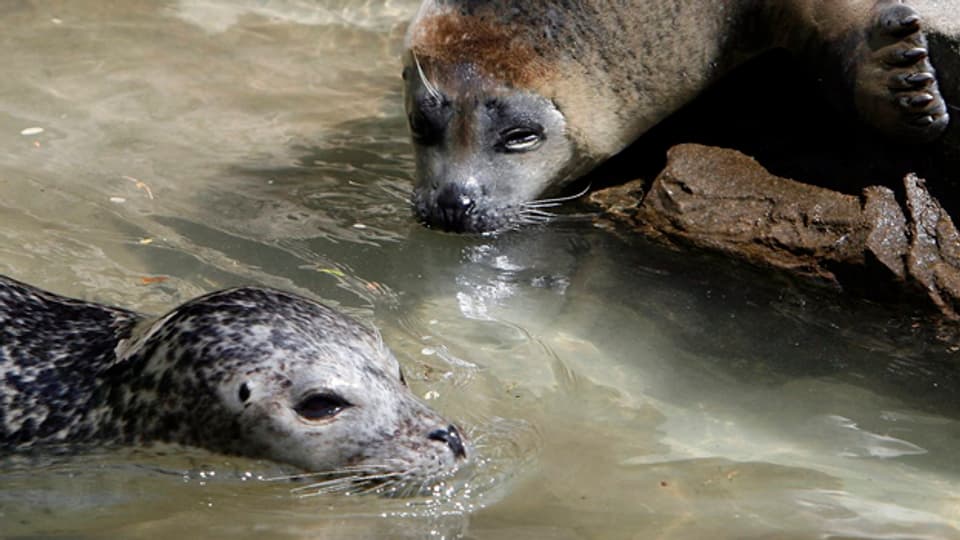 Die Seehunde sollen eine Attraktion im Zoo Zürich bleiben.