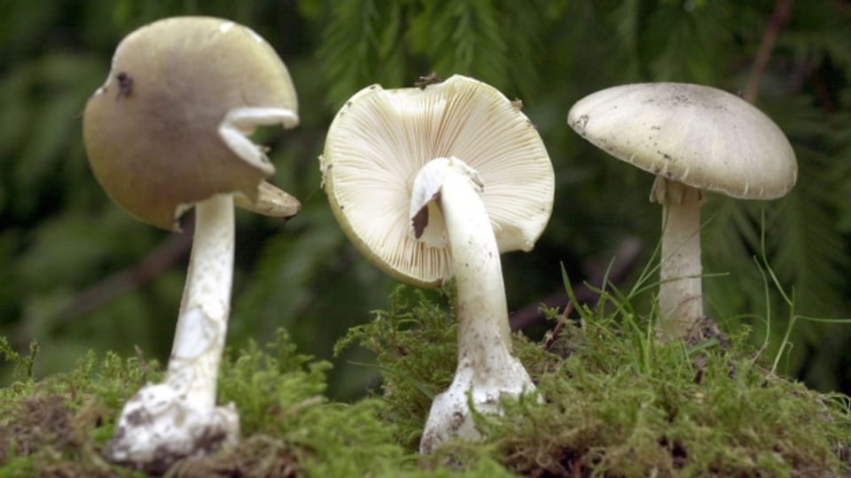 Pilze - können auch giftig sein!