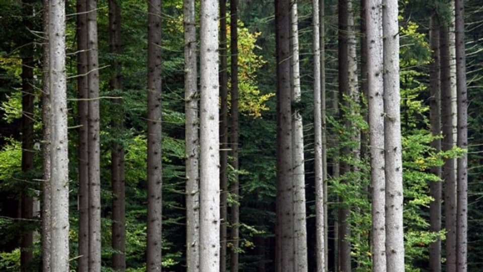 7000 Bäume bleiben im Zürcher Oberland vorerst stehen.