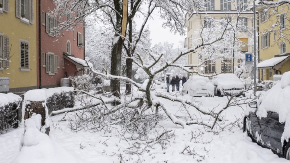 Der grosse Schnee richtete im Januar an den Stadtbäumen grosse Schäden an.