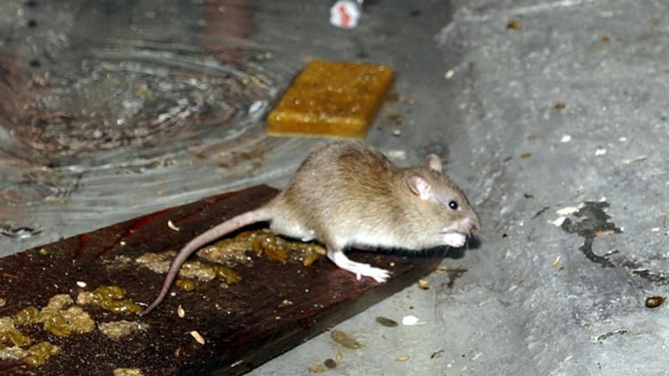 Die Ratte ist in Zürich auf dem Vormarsch.