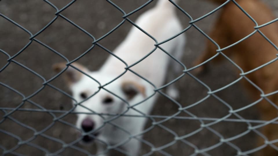 Etliche Hunde, die in der Pandemie angeschafft wurden, werden Tierheimen abgegeben.