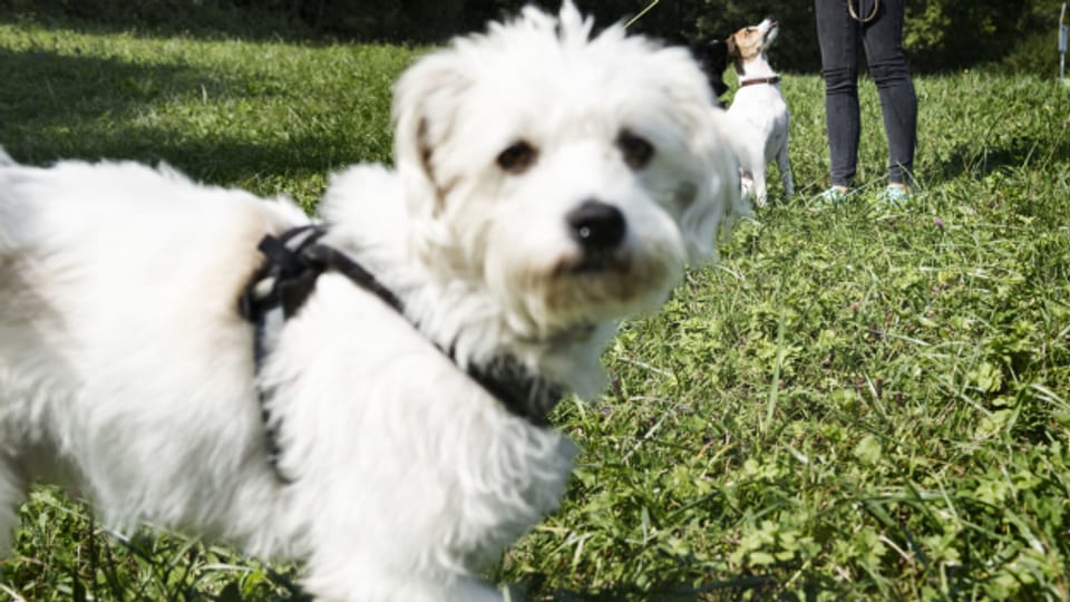 Hunde von Ukrainischen Flüchtlingen müssen auf Tollwut untersucht werden.