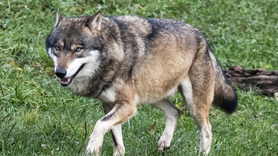 Bonstetten: Es war der Wolf. (Symbolbild)