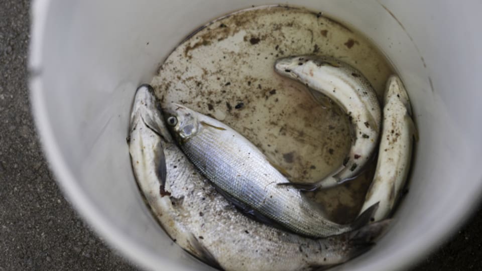 Mit grösseren Ansammlungen von toten Fischen im Rhein wie im Hitzesommer 2018 ist aber nicht zu rechnen.