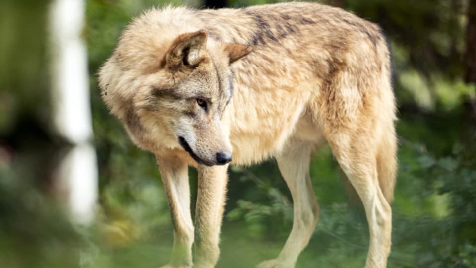 Der Wolf wurde von zwei Jägern gesichtet (Symbolbild).