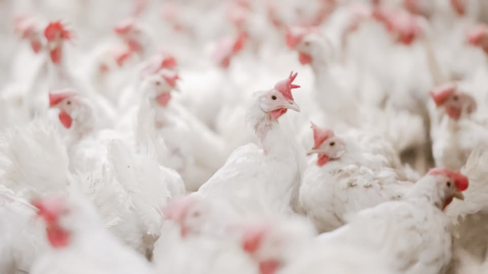 Hühner und andere Vögel im Kanton Zürich sollen aktuell nicht geimpft werden gegen die Vogelgrippe.