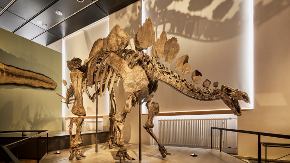 Dieser Stegosaurus ist einer von vier Dinosauriern, die neu in das Naturhistorische Museum der Universität Zürich gezogen sind