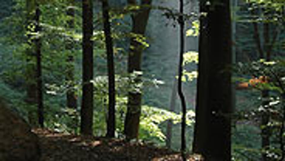 Der Aargau ist ein Waldkanton. Über ein Drittel der Kantonsfläche sind Waldgebiete.