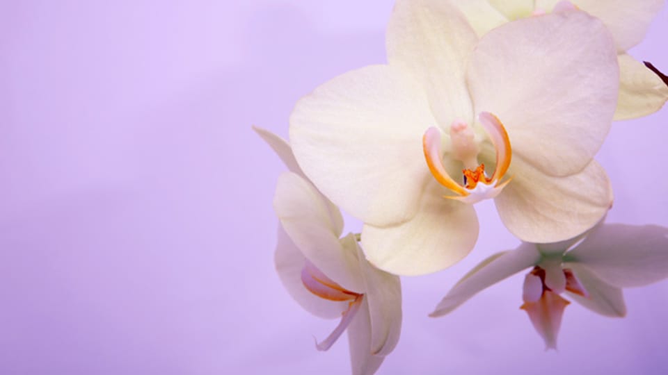 Die Mini-Orchideen sind kleiner als die normalen Orchideen.