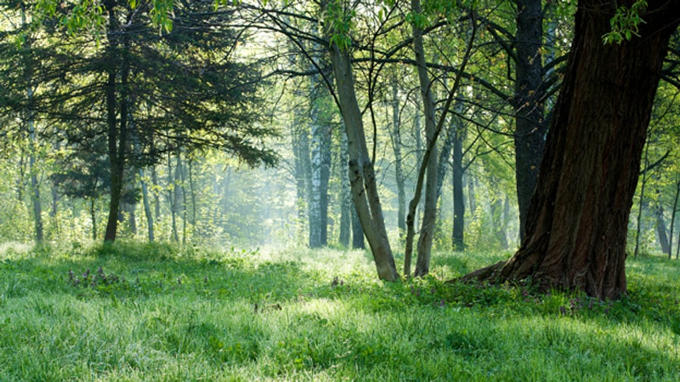 Sogenannte «Friedwälder» gibt es viele in der Schweiz: Speziell für die Naturbestattung ausgeschiedene Waldstücke.