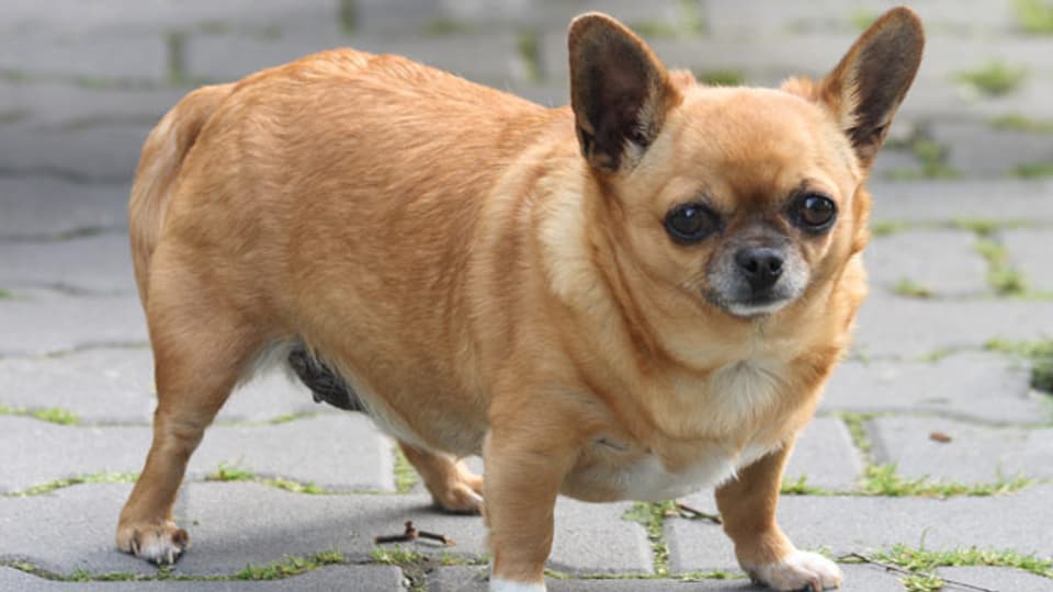 Chihuahua mit Übergewicht – im wahrsten Sinn des Wortes ein dicker Hund!