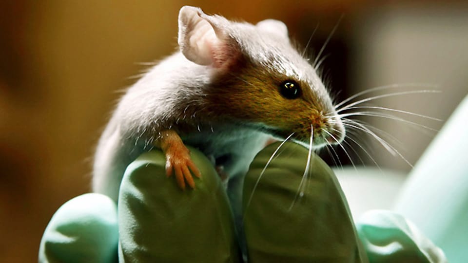 Maus in einem Labor für Tierversuche im amerikanischen Bar Harbor.