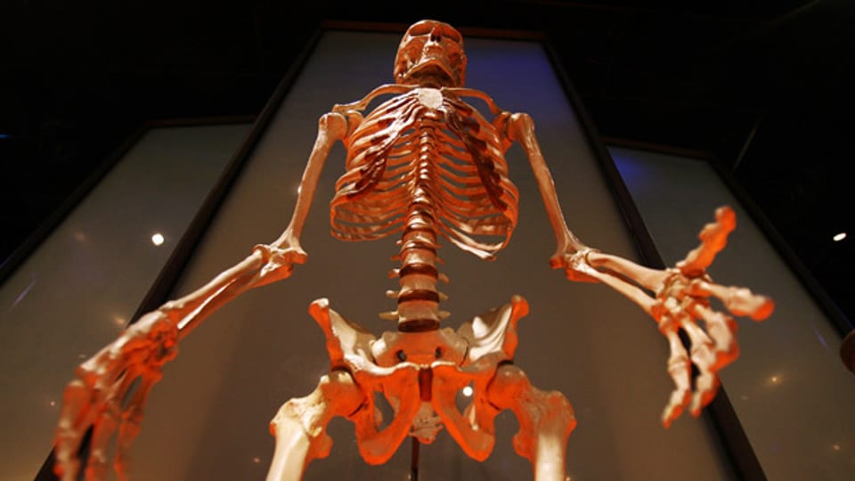 Das menschliche Skelett.