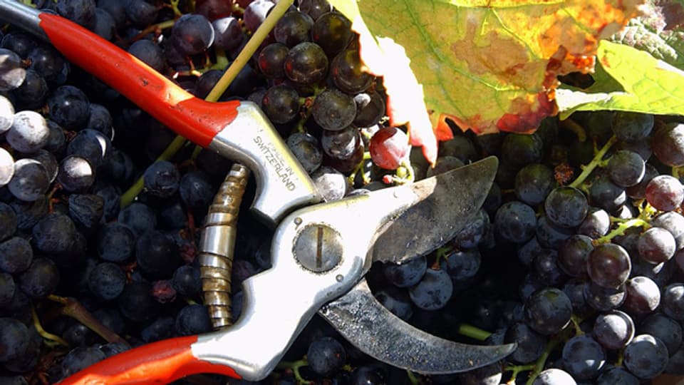 Grundlage vom Roséwein: Rote Weintrauben, die als Maische etwas länger stehen gelassen werden.